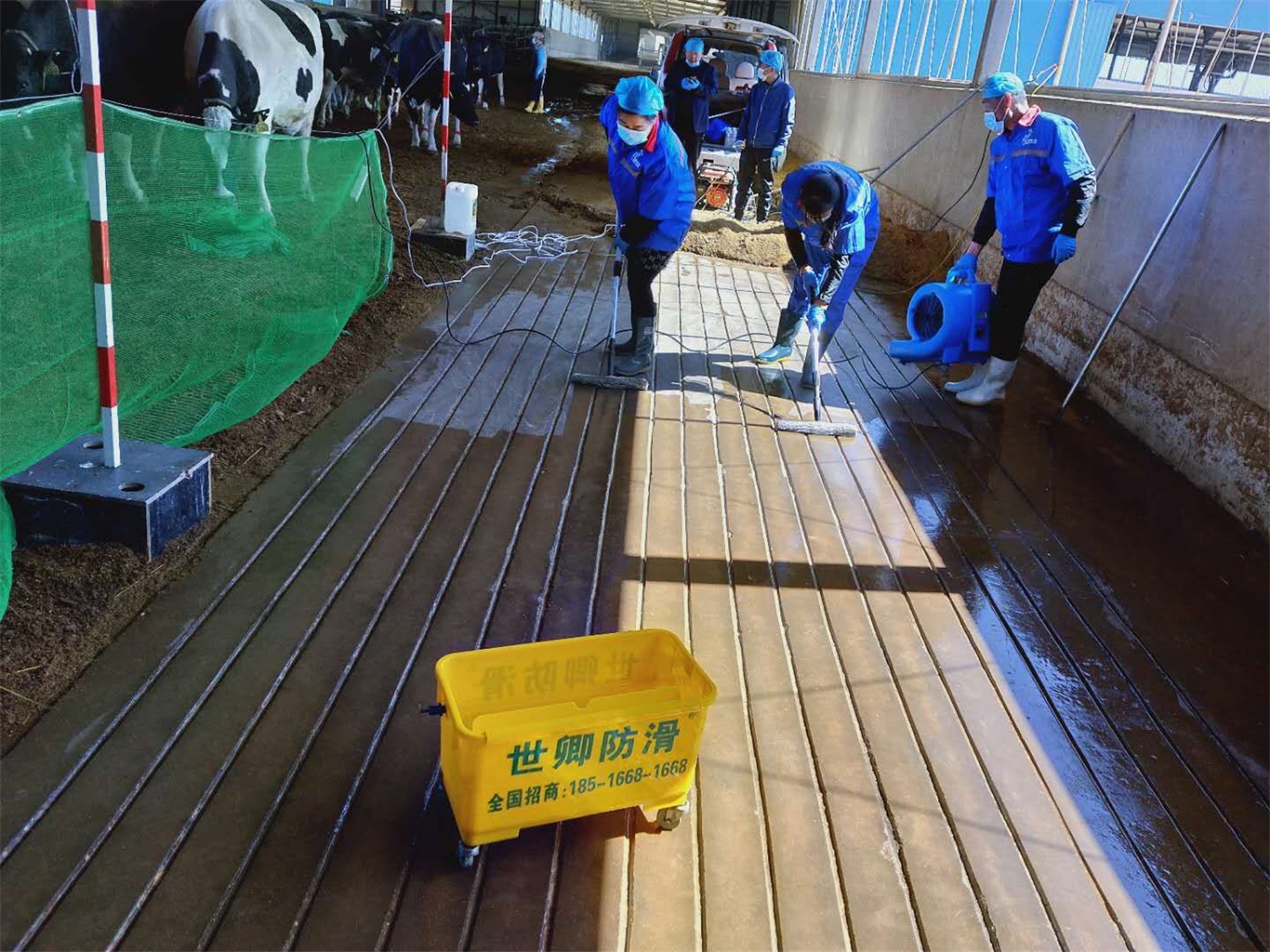 伊利集团奶牛场地面防滑