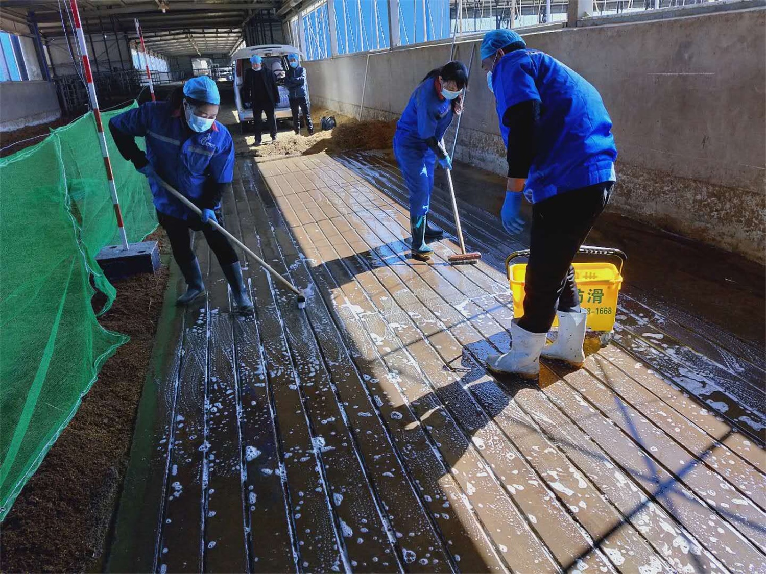 伊利集团奶牛场地面防滑